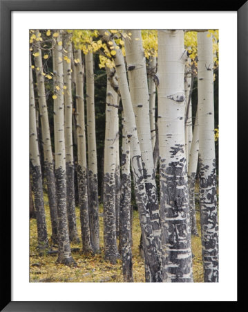 Quaking Aspen In Fall, Rocky Mountain National Park, Colorado, Usa by Rolf Nussbaumer Pricing Limited Edition Print image