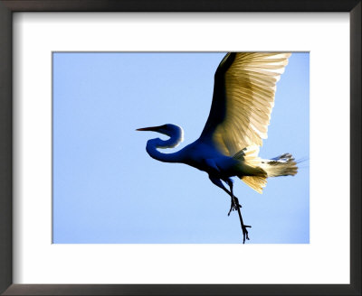 Great Egret In Flight, St. Augustine, Florida, Usa by Jim Zuckerman Pricing Limited Edition Print image