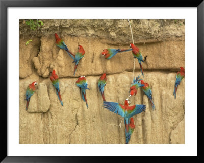 Red And Green Macaws Eating Clay At Clay Lick, Madre De Dios Province, Amazon River Basin, Peru by Dennis Kirkland Pricing Limited Edition Print image