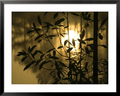 Sunrise Reflected In Pond, Callaway Gardens, Georgia, Usa by Nancy Rotenberg Pricing Limited Edition Print image