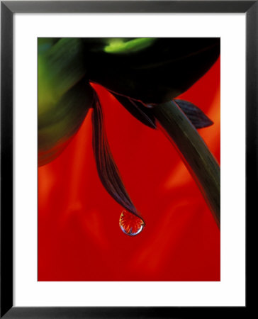 Red Dahlia In A Dew Drop by Dennis Kirkland Pricing Limited Edition Print image