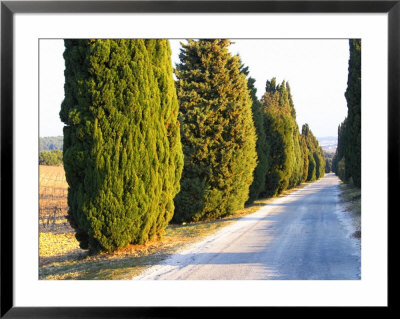 Avenue Allee With Cyprus Trees To Chateau Des Fines Roches, Chateauneuf-Du-Pape, Vaucluse by Per Karlsson Pricing Limited Edition Print image