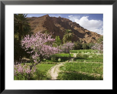 Spring Blooms, Todra Gorge Area, Morocco by Walter Bibikow Pricing Limited Edition Print image