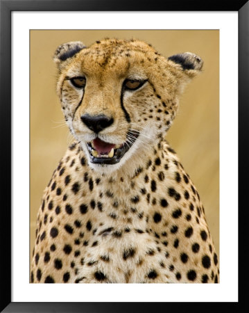 Cheetah In The Brush, Maasai Mara, Kenya by Joe Restuccia Iii Pricing Limited Edition Print image