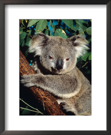 Koala Bear In A Tree, Australia by David R. Frazier Pricing Limited Edition Print image