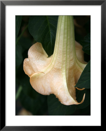 Trumpet Flower Single Ii by Nicole Katano Pricing Limited Edition Print image