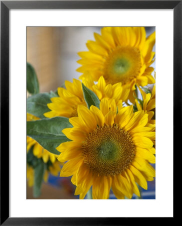 Sunny Sunflower Ii by Nicole Katano Pricing Limited Edition Print image