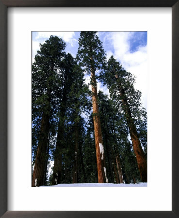 Sequoias, Sequoia National Park, Usa by Mark Hamblin Pricing Limited Edition Print image