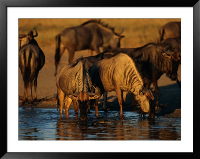 A Group Of Black Wildebeests Gather To Drink At A Water Hole by Beverly Joubert Pricing Limited Edition Print image