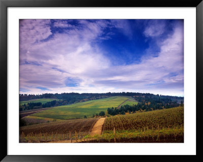 Knutsen Vineyard In The Red Hills Of The Willamette Valley, Oregon, Usa by Janis Miglavs Pricing Limited Edition Print image