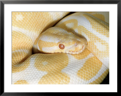 Albino Ball Python, Python Regius Aka, Royal Python W. Africa by Brian Kenney Pricing Limited Edition Print image