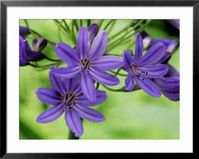 Agapanthus Cobalt (African Lily), Close-Up Of Lilac Blue Flowers by Mark Bolton Pricing Limited Edition Print image