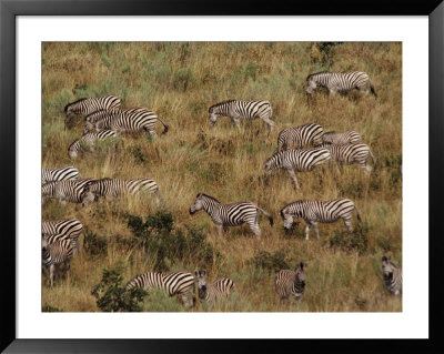 Zebras Grazing by Beverly Joubert Pricing Limited Edition Print image