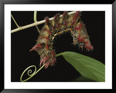A Close View Of A Spike-Covered Caterpillar by George Grall Pricing Limited Edition Print image