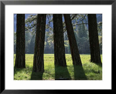 Tall Evergreen Tree Trunks In A Meadow At The Base Of A Mountain by Marc Moritsch Pricing Limited Edition Print image