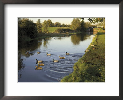 Ducks Swimming In The Worcester And Birmingham Canal, Astwood Locks, Hanbury, Midlands by David Hughes Pricing Limited Edition Print image