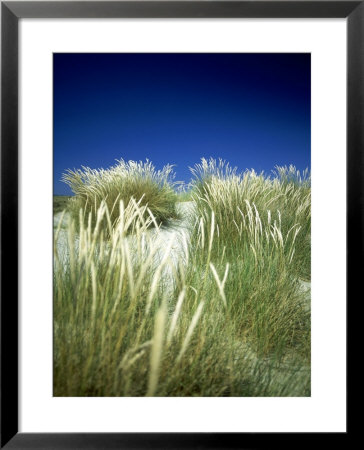 Marram Grass On Sand Dunes, Uk by Ian West Pricing Limited Edition Print image