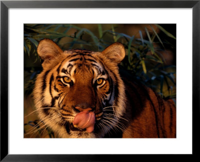 Bengal Tiger (Panthera Tigris Tigris) by Lynn M. Stone Pricing Limited Edition Print image