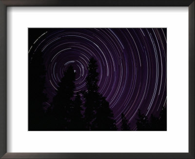 Star Streaks Above Silhouetted Trees by Michael Nichols Pricing Limited Edition Print image