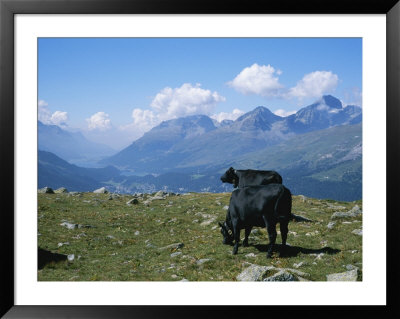 Cows Graze In A Field High Above The Engadin Valley And Saint Moritz by Taylor S. Kennedy Pricing Limited Edition Print image