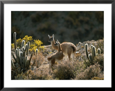 Guanacos At An Altitude Of Ten Thousand Feet In The Andes Mountains by Joel Sartore Pricing Limited Edition Print image