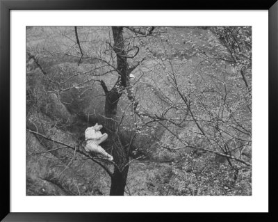 Girl Reading In Central Park As Seen From The Photographer's Window by Leonard Mccombe Pricing Limited Edition Print image