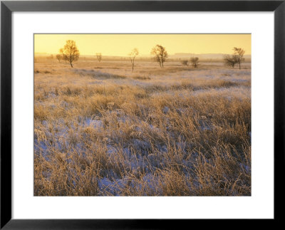 Leash Fen In Winter With Frosted Grass, Uk by Mark Hamblin Pricing Limited Edition Print image