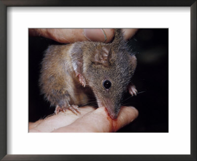 Dusky Antechinus Biting The Finger Of A Researcher, Yellingbo Nature Reserve, Australia by Jason Edwards Pricing Limited Edition Print image