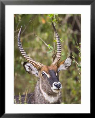 Male Water Buck, Maasai Mara, Kenya by Joe Restuccia Iii Pricing Limited Edition Print image