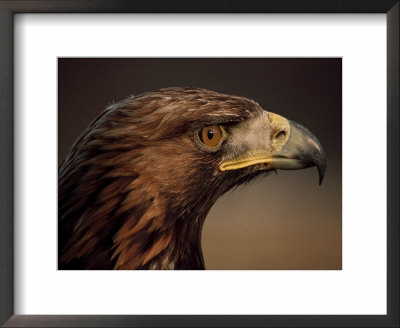 Golden Eagle, Highland Region, Scotland, United Kingdom by Roy Rainford Pricing Limited Edition Print image