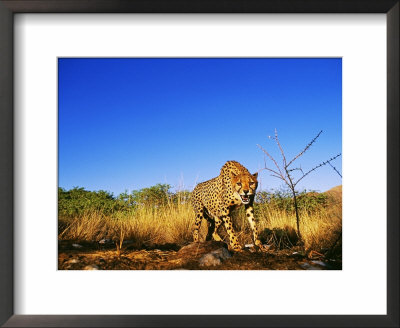 Cheetah, Snarling At Camera, South Africa by David Tipling Pricing Limited Edition Print image