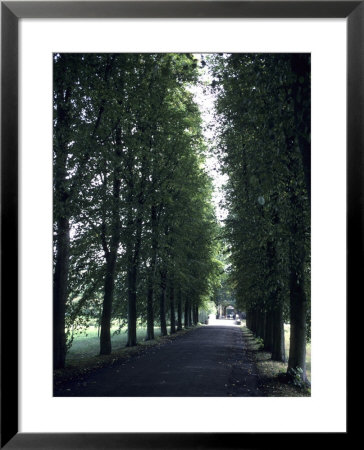 A Tree Lined Path On The University Grounds, Cambridge, England by Taylor S. Kennedy Pricing Limited Edition Print image
