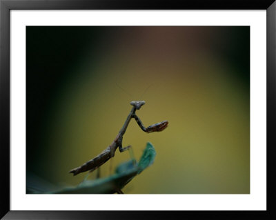 A Praying Mantis by Joel Sartore Pricing Limited Edition Print image