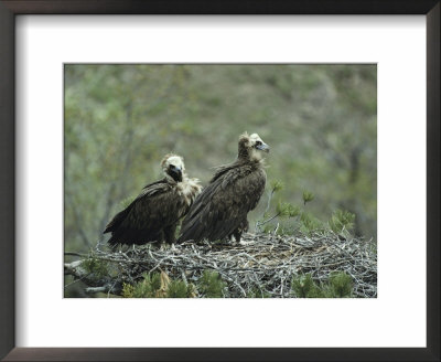 A Pair Of Cinereous Vultures In Their Nest by Klaus Nigge Pricing Limited Edition Print image