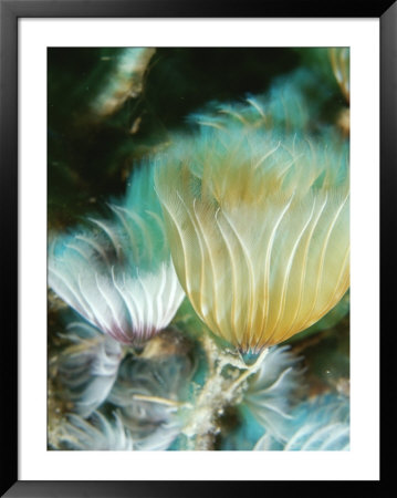 Tubeworms Wave Their Frilly Tentacles In The Water To Catch Food by Raul Touzon Pricing Limited Edition Print image