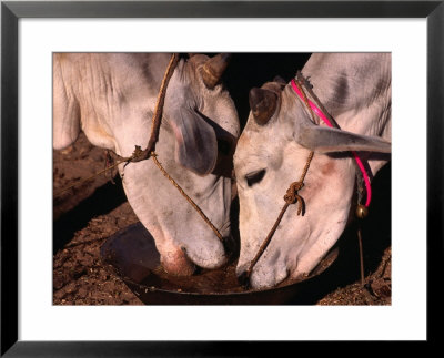 Two Oxen Drinking From Water Bowl, Bagan, Mandalay, Myanmar (Burma) by Anders Blomqvist Pricing Limited Edition Print image