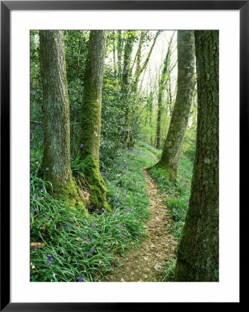 Bluebell Wood by Pernilla Bergdahl Pricing Limited Edition Print image