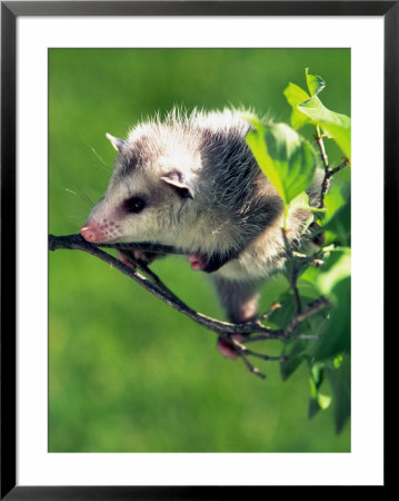 Opossum In Dogwood Tree by David Davis Pricing Limited Edition Print image