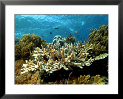 Branching Corals, Komodo, Indonesia by Mark Webster Pricing Limited Edition Print image