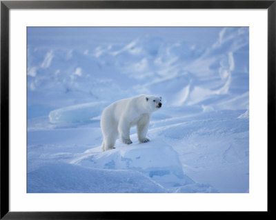 A Polar Bear In A Landscape Of Rough Ice by Paul Nicklen Pricing Limited Edition Print image