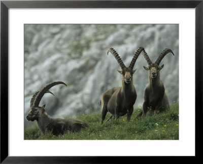 European Ibex Herd by Norbert Rosing Pricing Limited Edition Print image