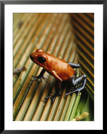 Close View Of Poison Frog On Palm Leaf by Steve Winter Pricing Limited Edition Print image