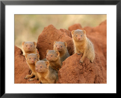 Portrait Of Seven Dwarf Mongooses On A Termite Mound (Helogale Parvula) by Roy Toft Pricing Limited Edition Print image