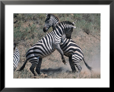 Fighting Burchell's Zebra, Serengeti, Tanzania by Dee Ann Pederson Pricing Limited Edition Print image