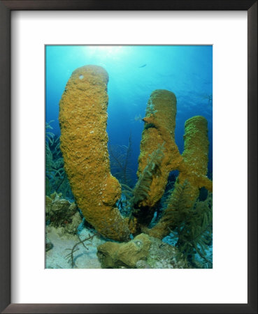 Tube Sponges, Belize, Central America by Mark Webster Pricing Limited Edition Print image