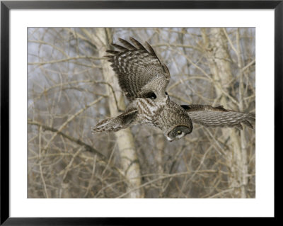 Great Grey Owl, Hunting, Canada by Robert Servranckx Pricing Limited Edition Print image