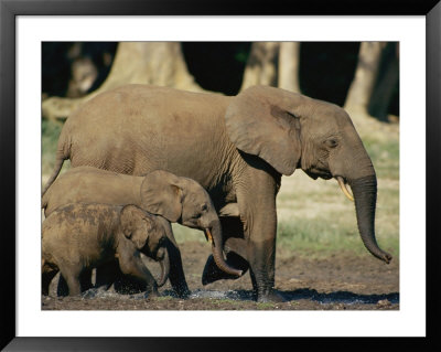 An Adult African Forest Elephant Leads Two Younger Elephants Through The Forest by Michael Fay Pricing Limited Edition Print image