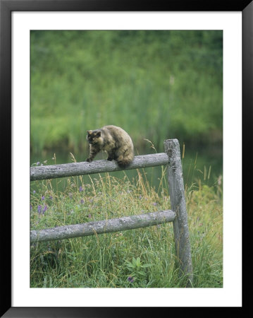 A Pet Cat Walking Along A Wooden Fence by Bill Curtsinger Pricing Limited Edition Print image