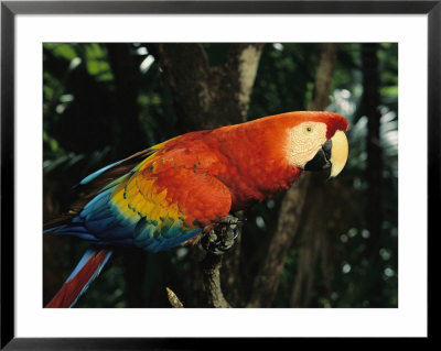 Scarlet Macaw by Steve Winter Pricing Limited Edition Print image