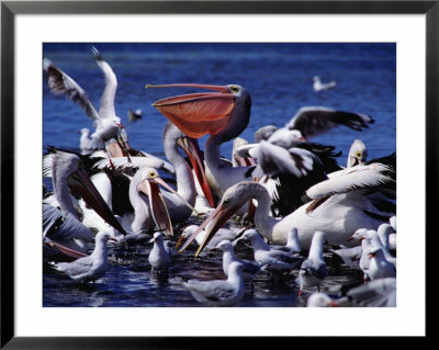Common Pelicans (Pelecanidae) On Water, Australia by David Curl Pricing Limited Edition Print image